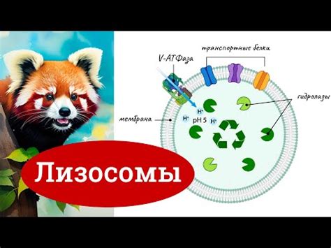 Лизосомы: переработка отработанных органелл