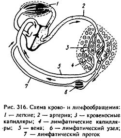 Лимфатическая система у животных: основные аспекты