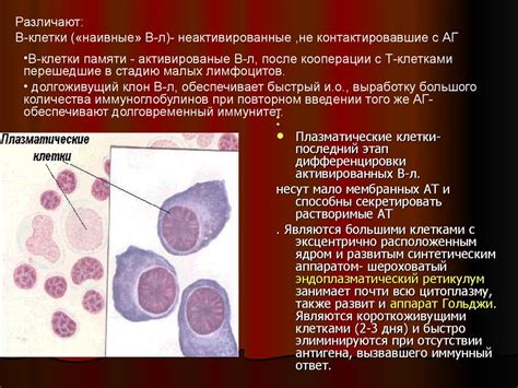 Лимфоциты: ключевые игроки в иммунной системе