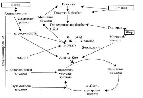 Липиды как основные источники энергии