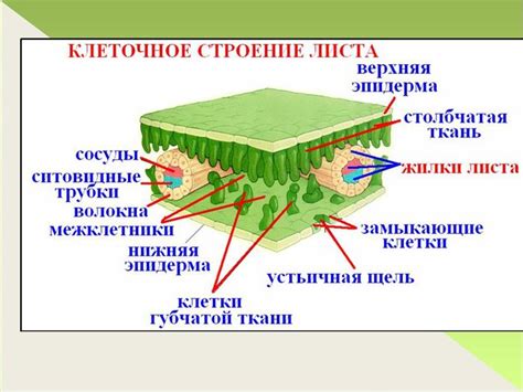 Листья: качественное описание и элементы строения