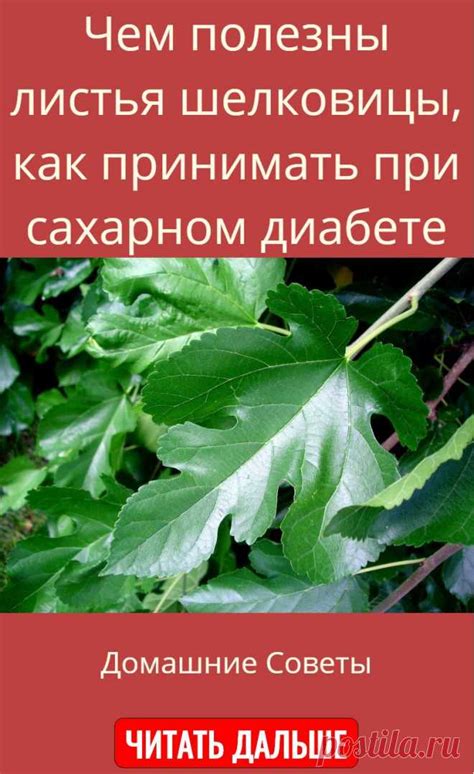 Листья шелковицы: как они полезны организму человека?