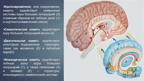 Лобные доли и память