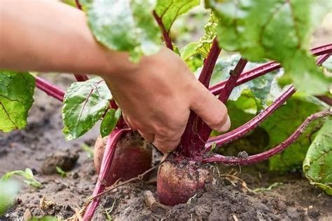 Лучшие культуры для посадки после уборки свеклы в холодное время года