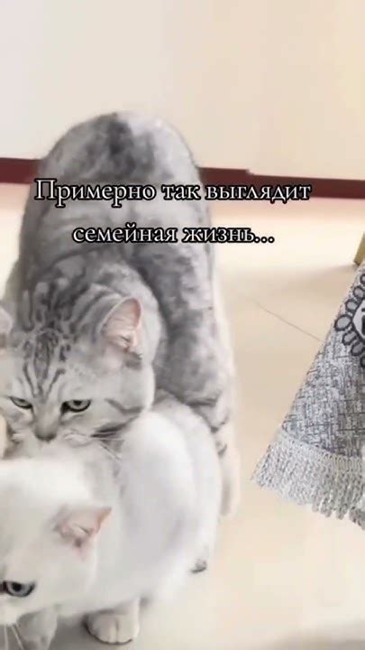 Любовь и внимание котенку