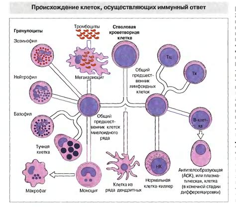 Макрофаги