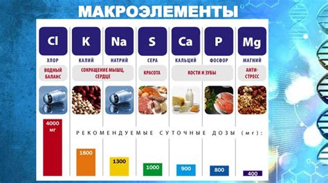 Макроэлементы в организме человека