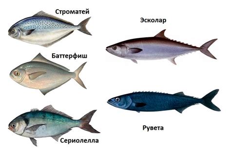 Масляная рыба: виды и рыбы-источники