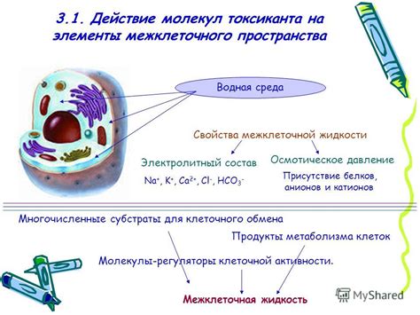 Межклеточная матрица: основа межклеточного пространства