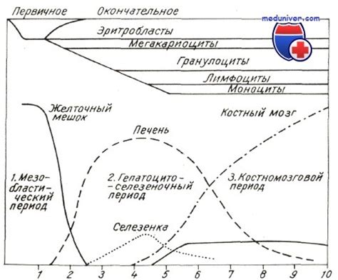 Мезенхимальная специализация