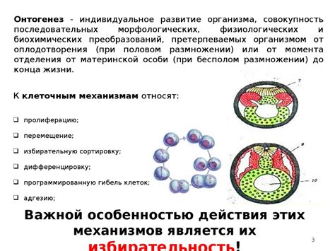 Мейоз: основные механизмы