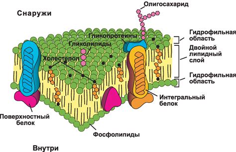 Мембрана и клеточная стенка