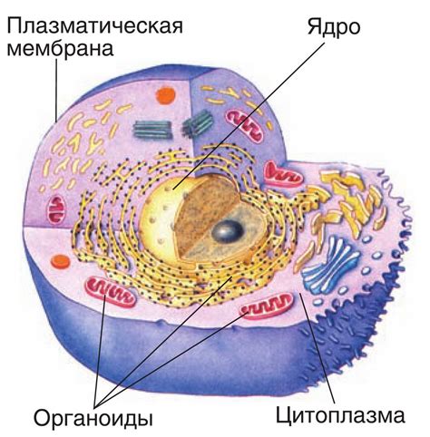 Мембрана клетки человека