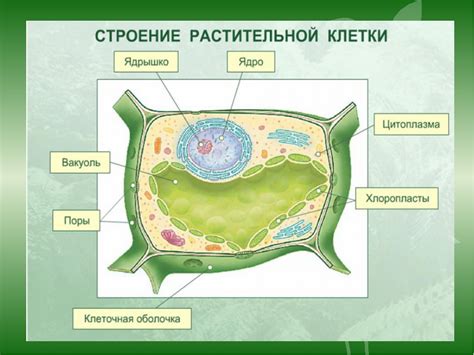 Мембрана растительной клетки