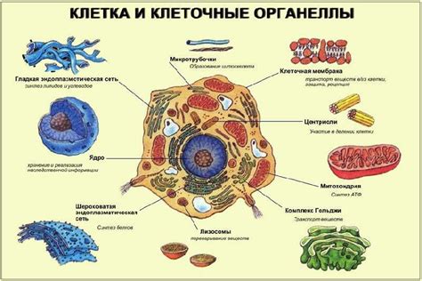 Мембранные и немембранные органеллы клетки: