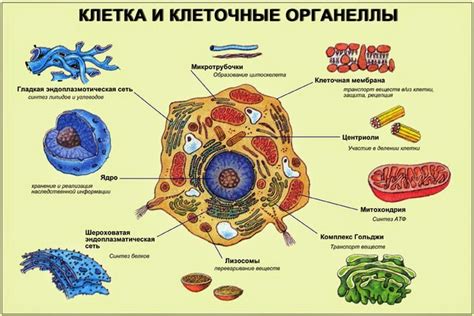 Мембранные органеллы клетки: Гольджи-аппарат и обработка белка