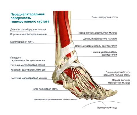 Местонахождение лодыжки и ее роль в организме