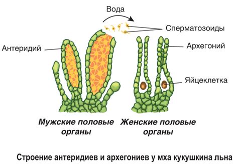 Место развития генеративных органов: особенности локализации и функций