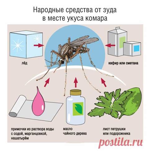 Методы борьбы с комарами в квартире в Москве