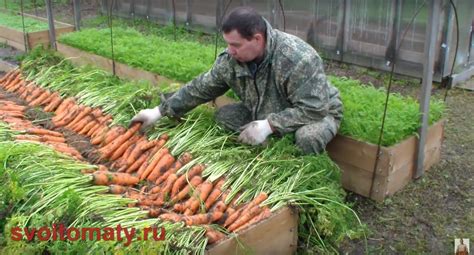 Методы выращивания свеклы и моркови в вертикальных грядках