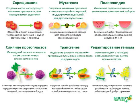 Методы гибридизации в сельском хозяйстве