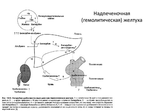 Методы диагностики повышения прямого билирубина