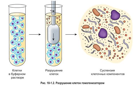 Методы изучения и анализа клеточного детрита