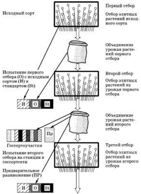 Методы массового отбора