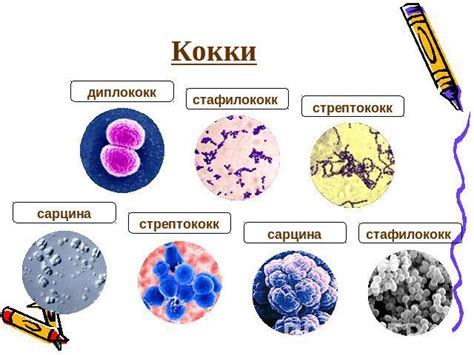 Методы обнаружения кокковой флоры в мокроте