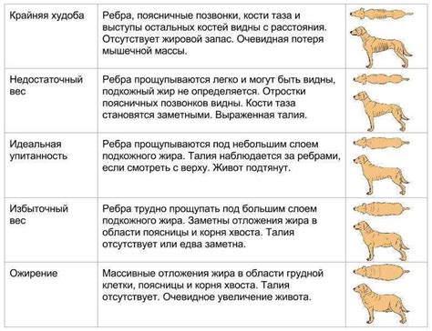 Методы определения ожирения у собаки: профессиональный подход