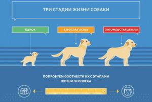 Методы определения покинутости собаки