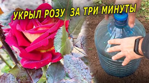 Методы укрытия роз на зиму