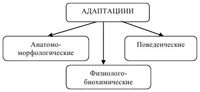 Механизмы адаптации