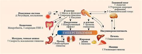 Механизмы возникновения тошноты при диабете 2 типа