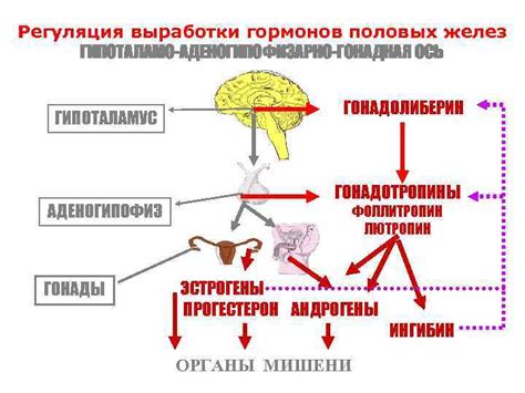 Механизмы выработки гормонов железой внутренней секреции