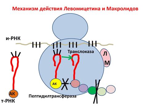 Механизмы действия антибиотиков местного действия