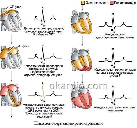 Механизмы неспецифических изменений процессов реполяризации миокарда