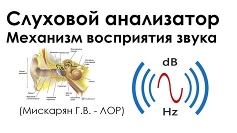 Механизмы обработки звуковых сигналов в слуховой зоне коры мозга