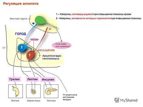 Механизмы организма, активирующиеся при регулярной вечерней пробежке