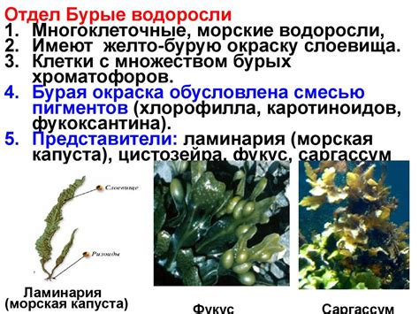 Механизмы прикрепления водорослей