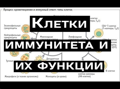 Механизмы работы иммунной системы