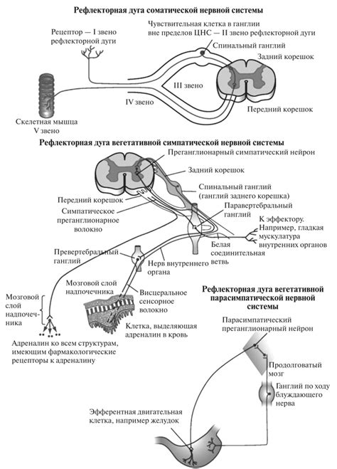 Механизмы работы рефлекторных дуг