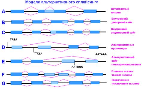 Механизм альтернативного сплайсинга