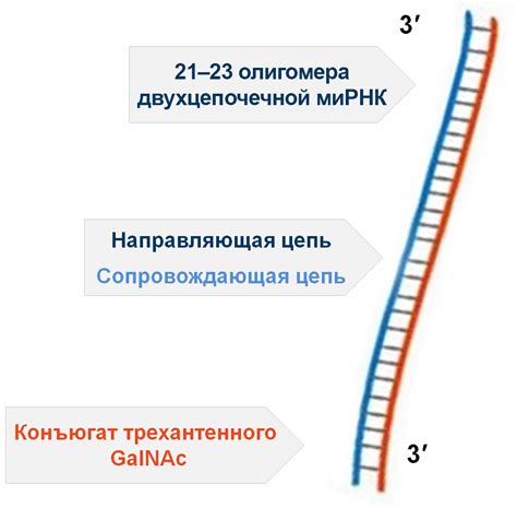 Механизм действия Линкаса