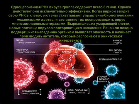 Механизм действия вирусов в организме