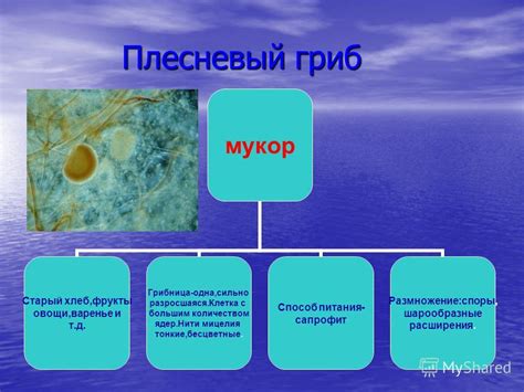 Механизм действия пеницилла и мукора