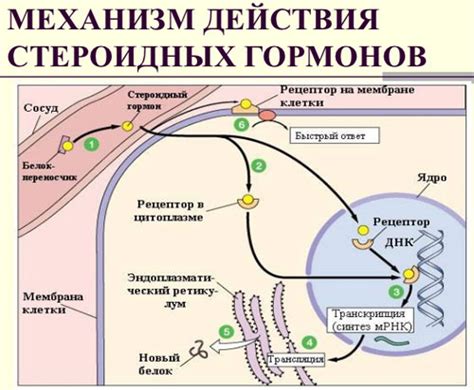 Механизм действия стероидов в организме