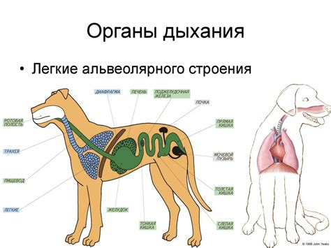 Механизм дыхания у млекопитающих и человека