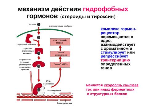 Механизм накопления гормонов