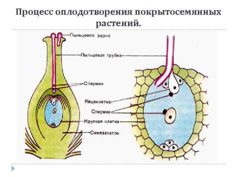 Механизм опыления и оплодотворения